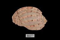 藏品(大楊桃螺)的圖片